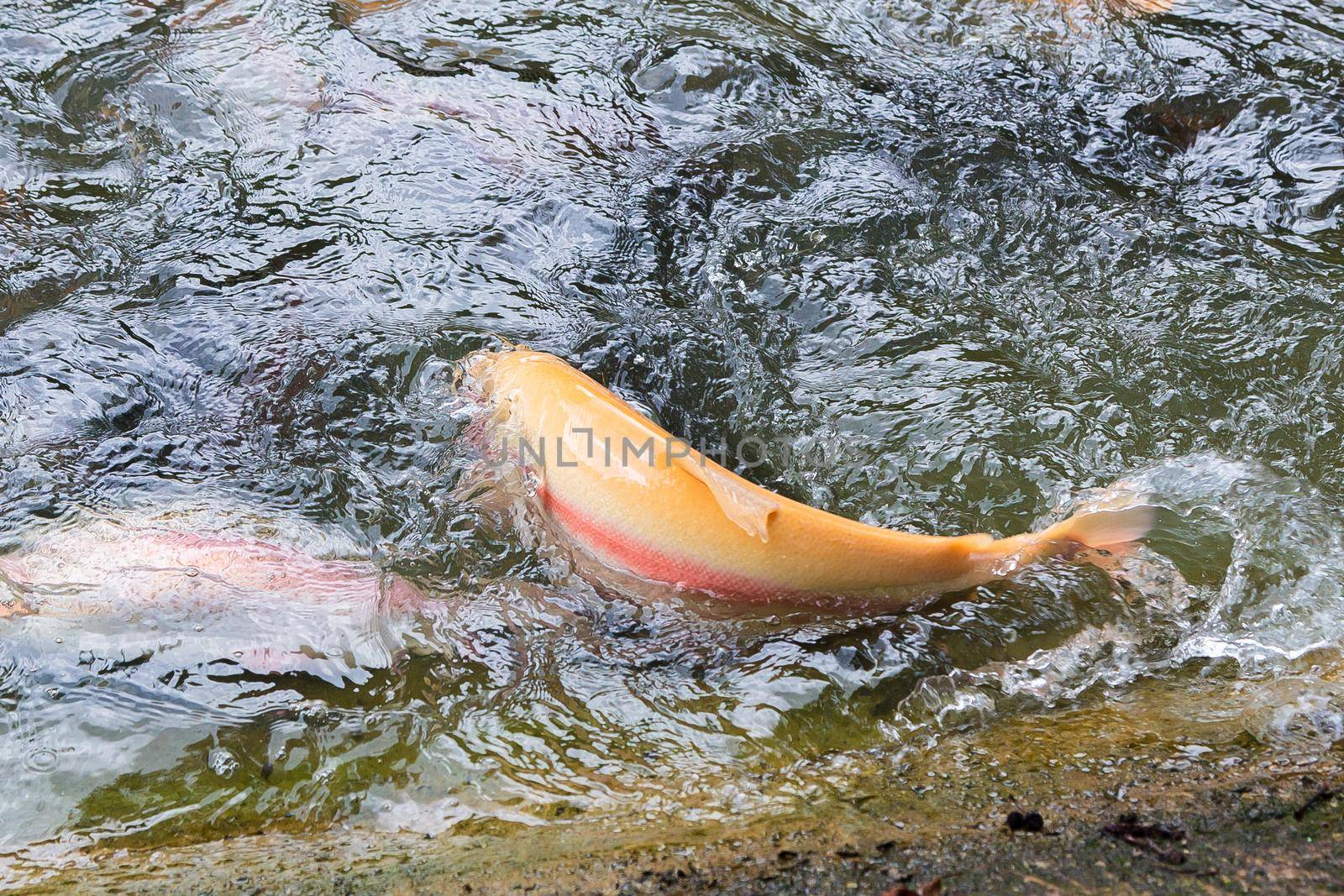 Golden, rainbow trout on a fish farm splashing in the water. Fish are looking for food, jumping out of the water.