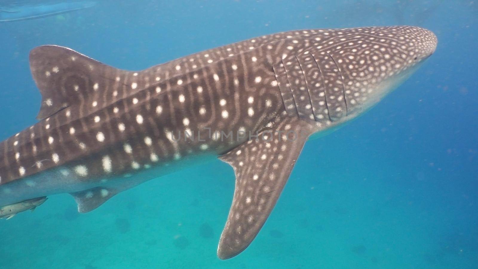 Whale Shark swimming in the clear blue water. Rhincodon typus. Whale shark underwater. Philippines, Oslob.. Wonderful and beautiful underwater world.