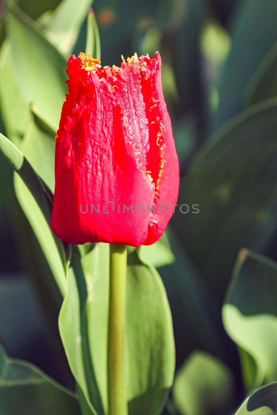 Bud of a Tulip on a beautiful background of macro. High quality photo