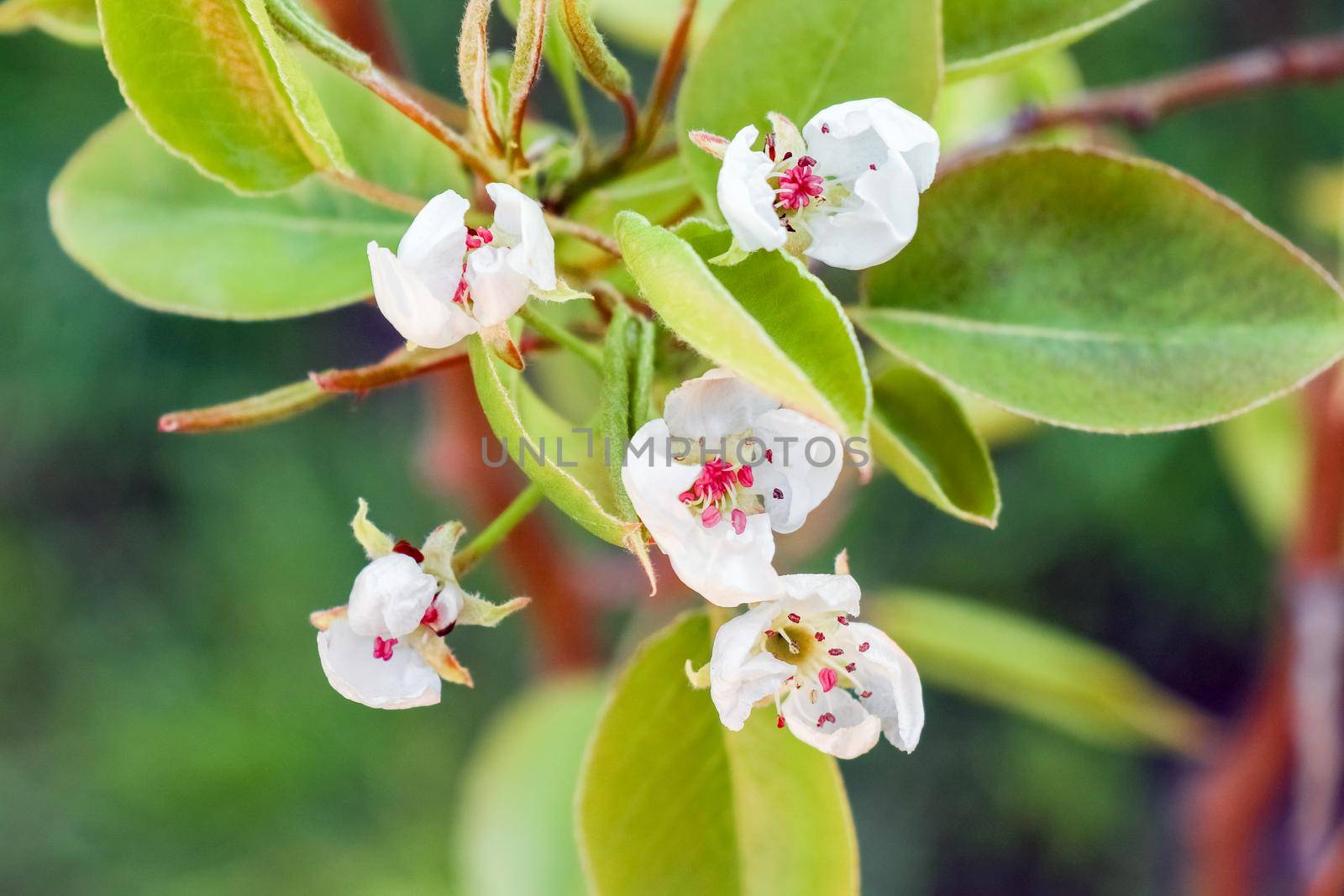 blooming tree branches for the entire frame. High quality photo