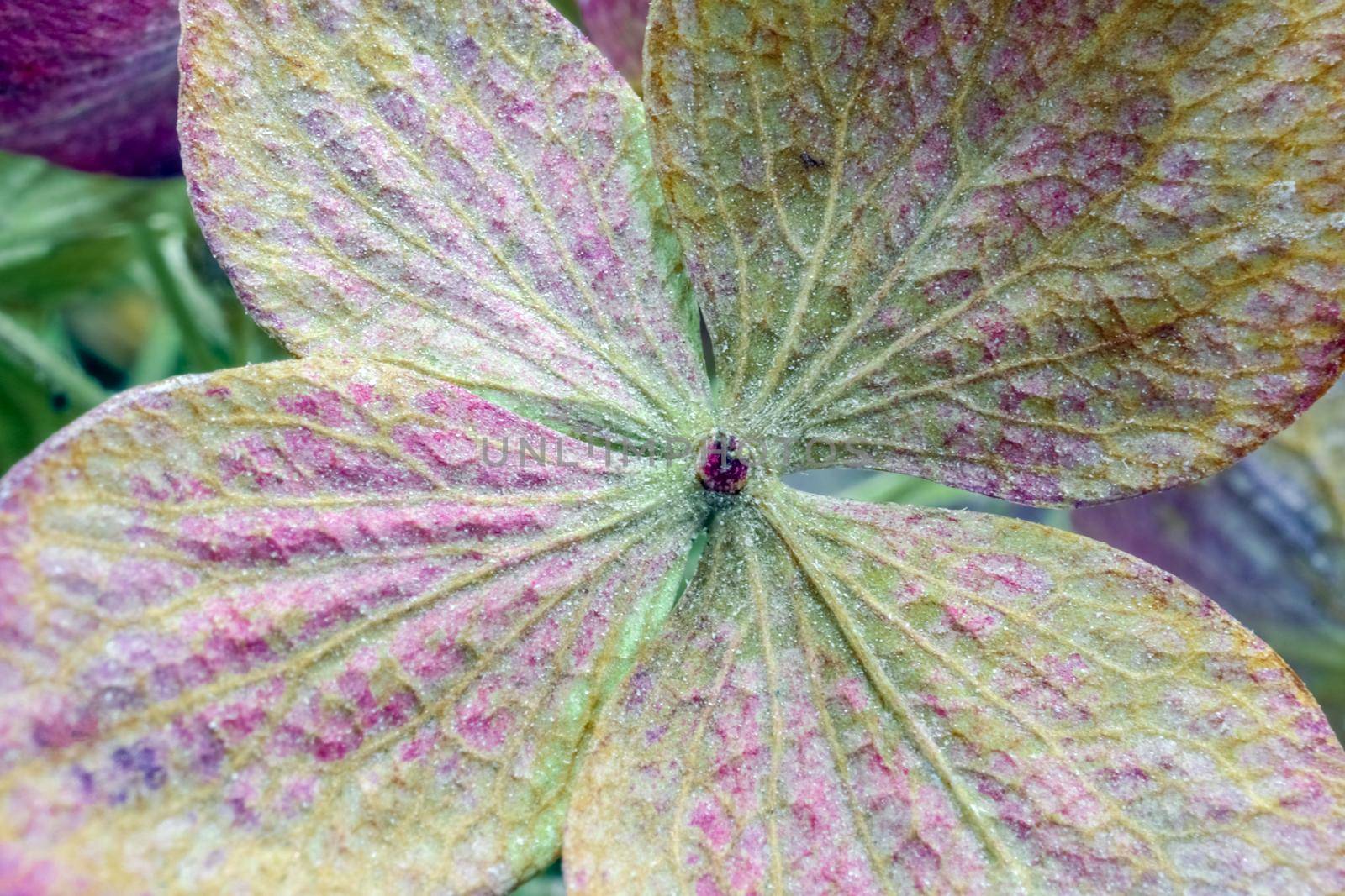 dried hydrangea flower as background close up macro . High quality photo