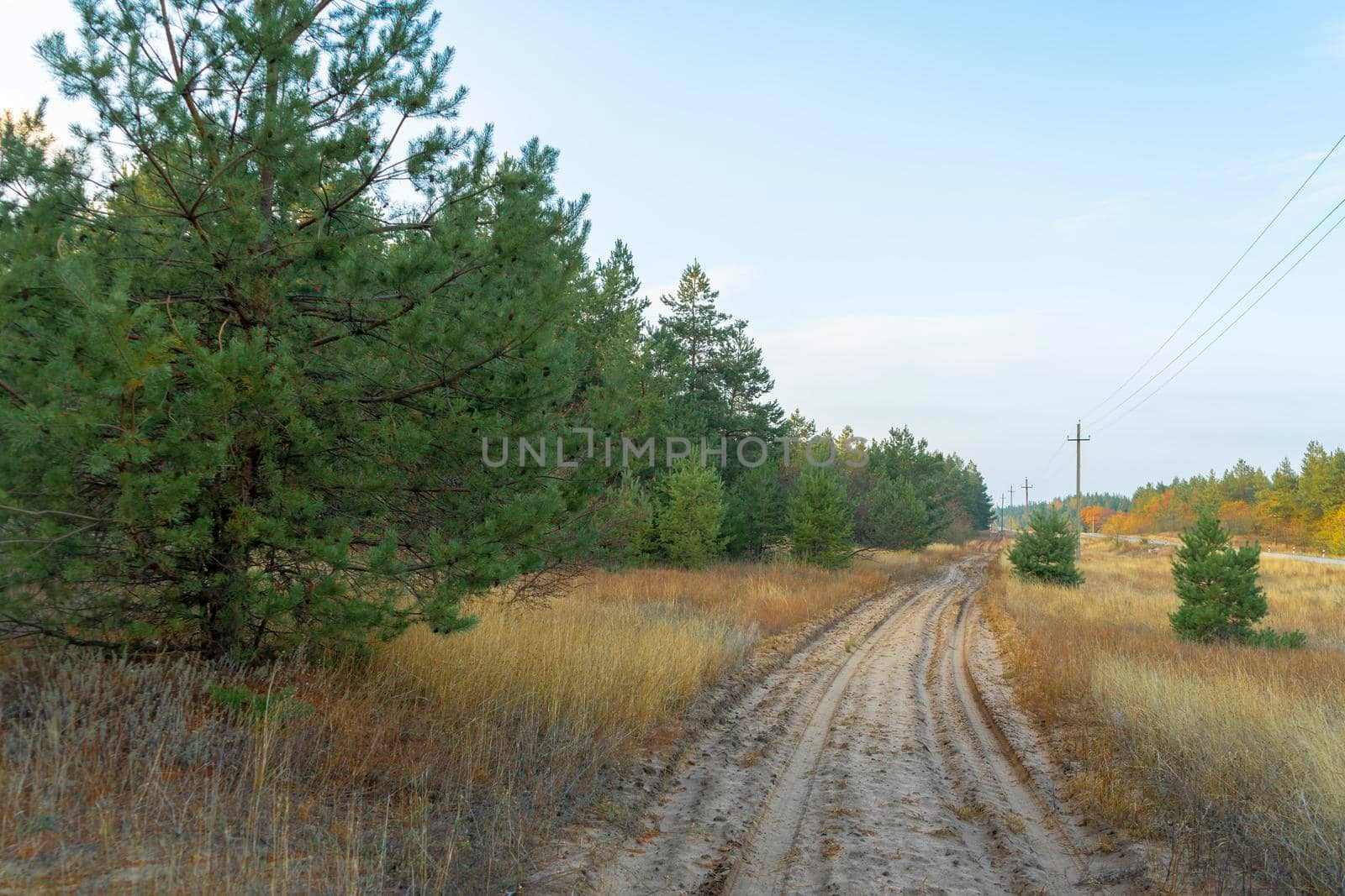 autumn forest landscape with blue sky background. High quality photo