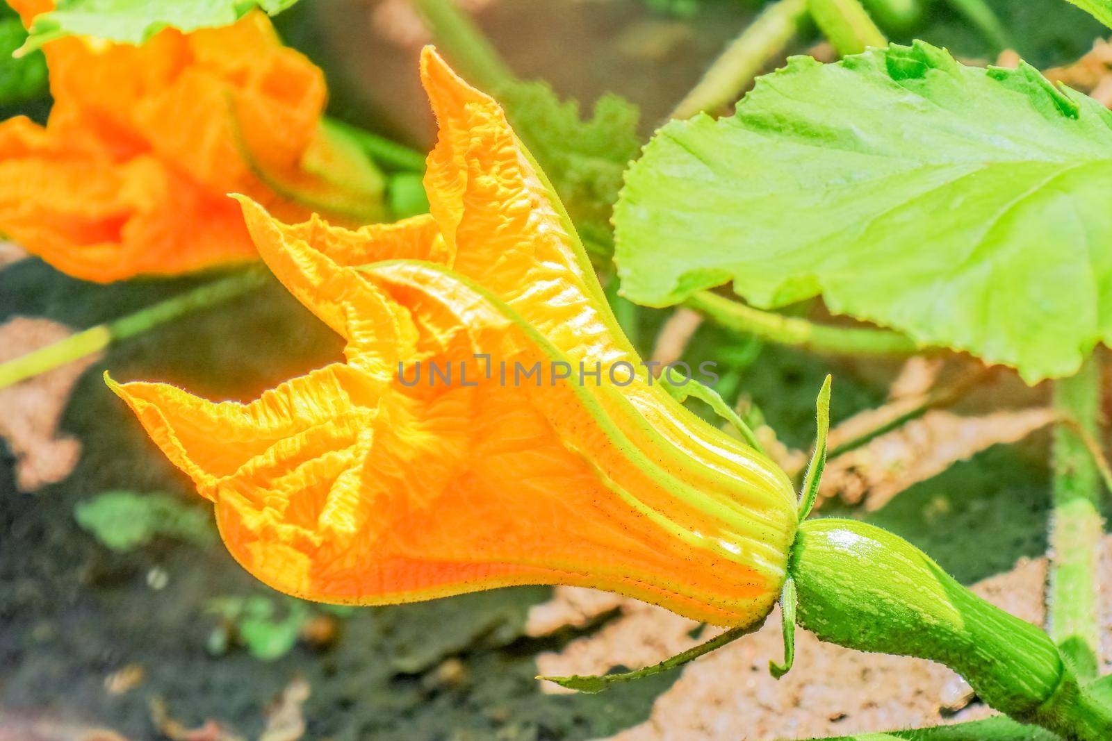 pumpkin flowers on green background. High quality photo