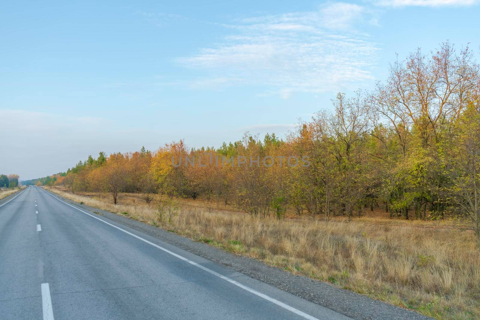 road in the autumn forest as a background. High quality photo