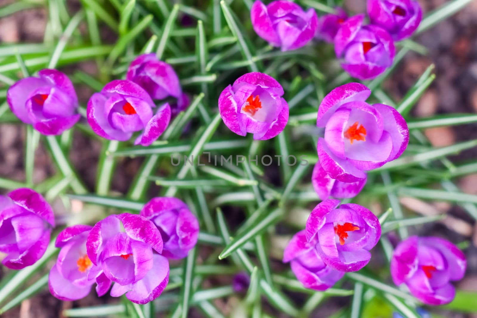 purple crocuses on a beautiful background macro  by roman112007