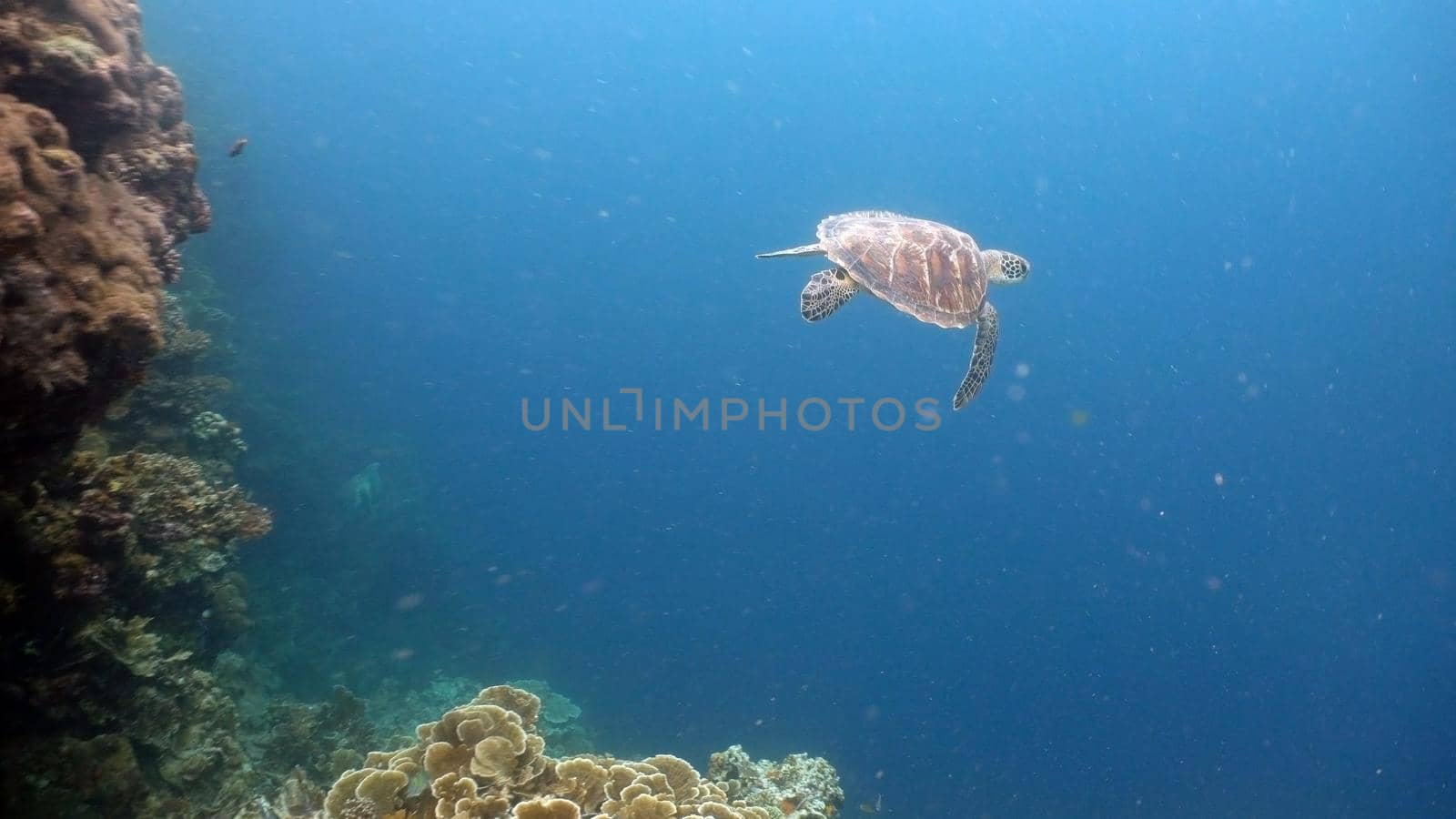 Sea turtle swimming underwater in the sea. Turtle moves its flippers in the ocean under water in the rays of the sun. Wonderful and beautiful underwater world. Diving and snorkeling the tropical sea. Philippines.