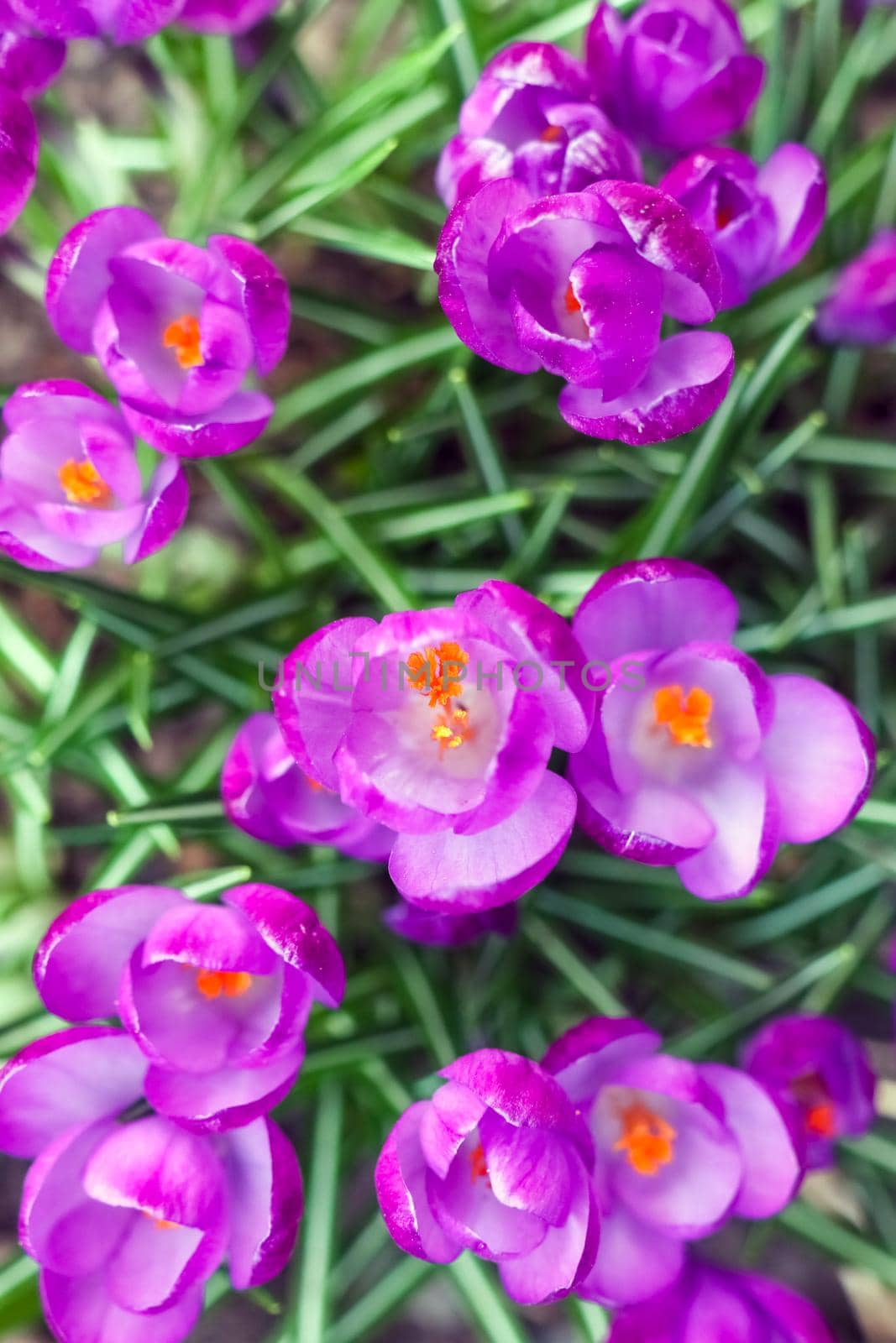 purple crocuses on a beautiful background macro  by roman112007