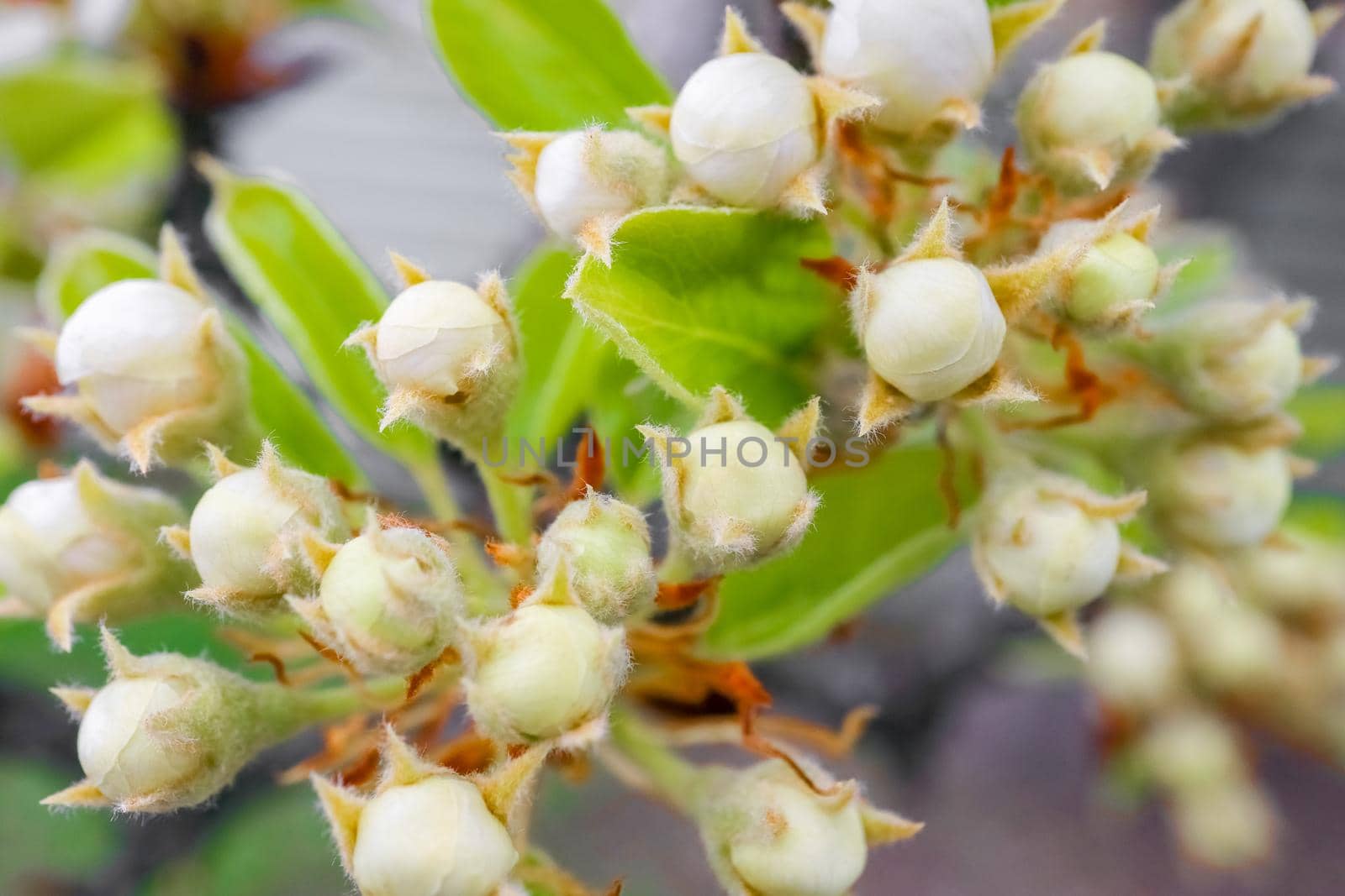 blooming branches of a pear tree close up. High quality photo