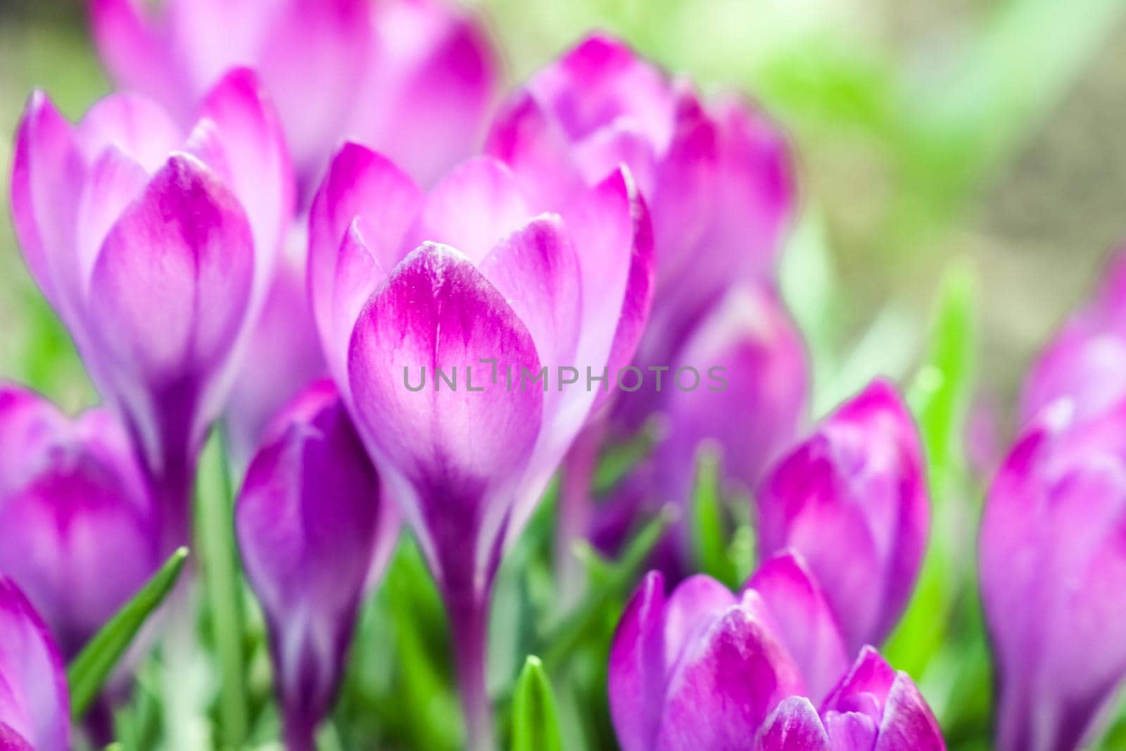 purple crocuses on a beautiful background macro  by roman112007