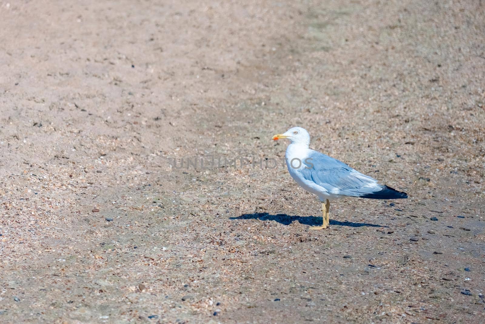 A lone white gull on the coastal sand. High quality photo