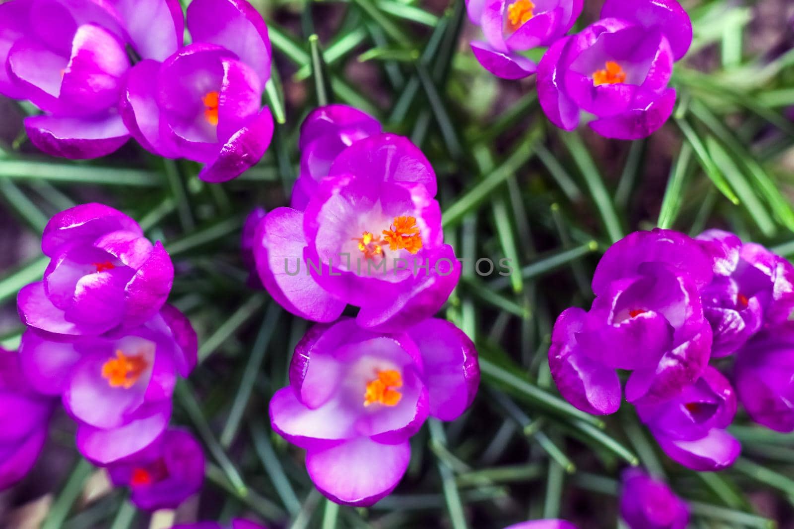 purple crocuses background macro by roman112007