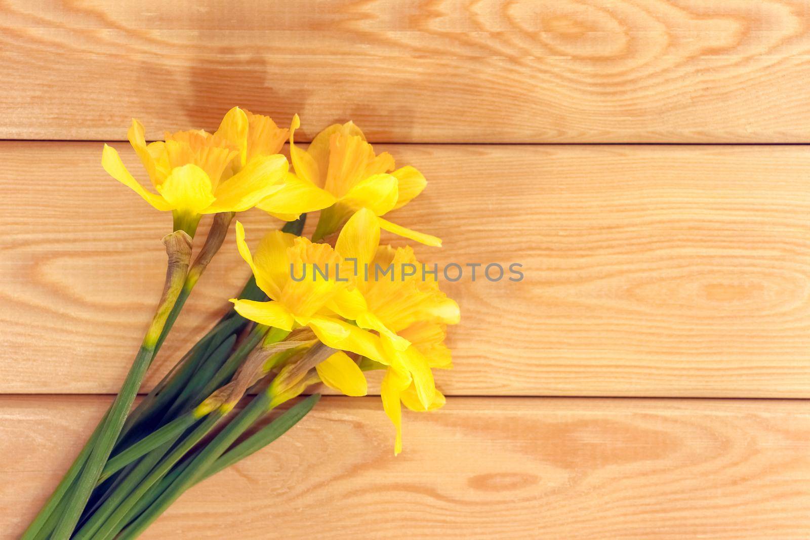 yellow daffodil on a plain background isolate. High quality photo