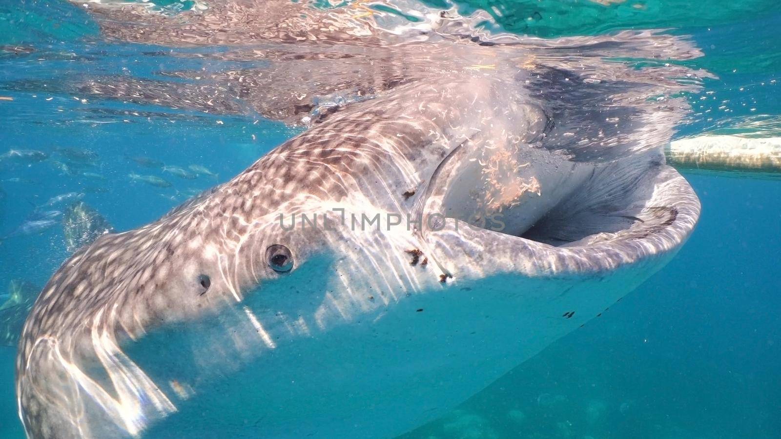 Whale Shark swimming in the clear blue water. Rhincodon typus. Whale shark underwater. Philippines, Oslob.. Wonderful and beautiful underwater world.