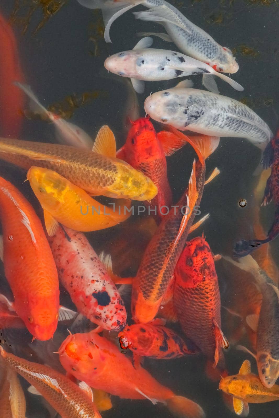 carp Chinese koi colorful fish swim in the water top view of the entire frame . High quality photo