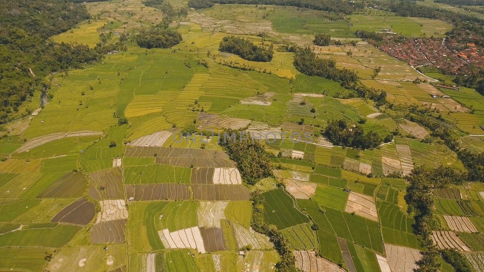 Aerial view farmlands, rice terrace field in the mountains, agricultural land of farmers.
