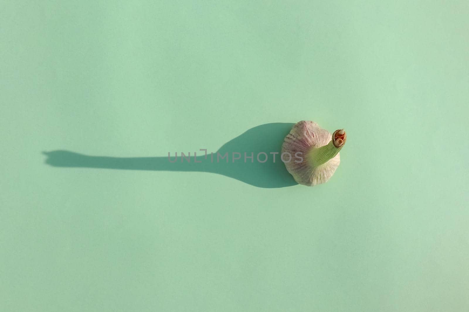 garlic with a hard shadow on a colored background pattern. High quality photo