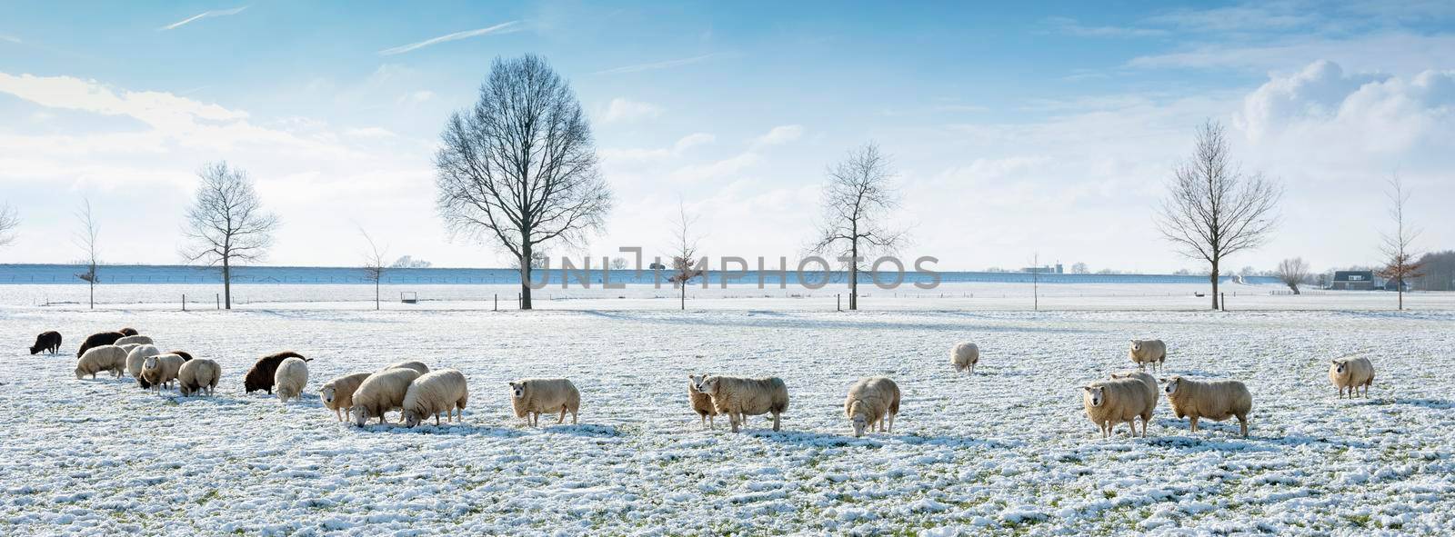 sheep in dutch meadow with snow and trees in the netherlands under blue sky and clouds