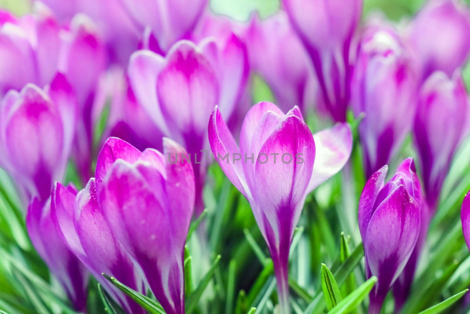 purple crocuses on a beautiful background macro . High quality photo