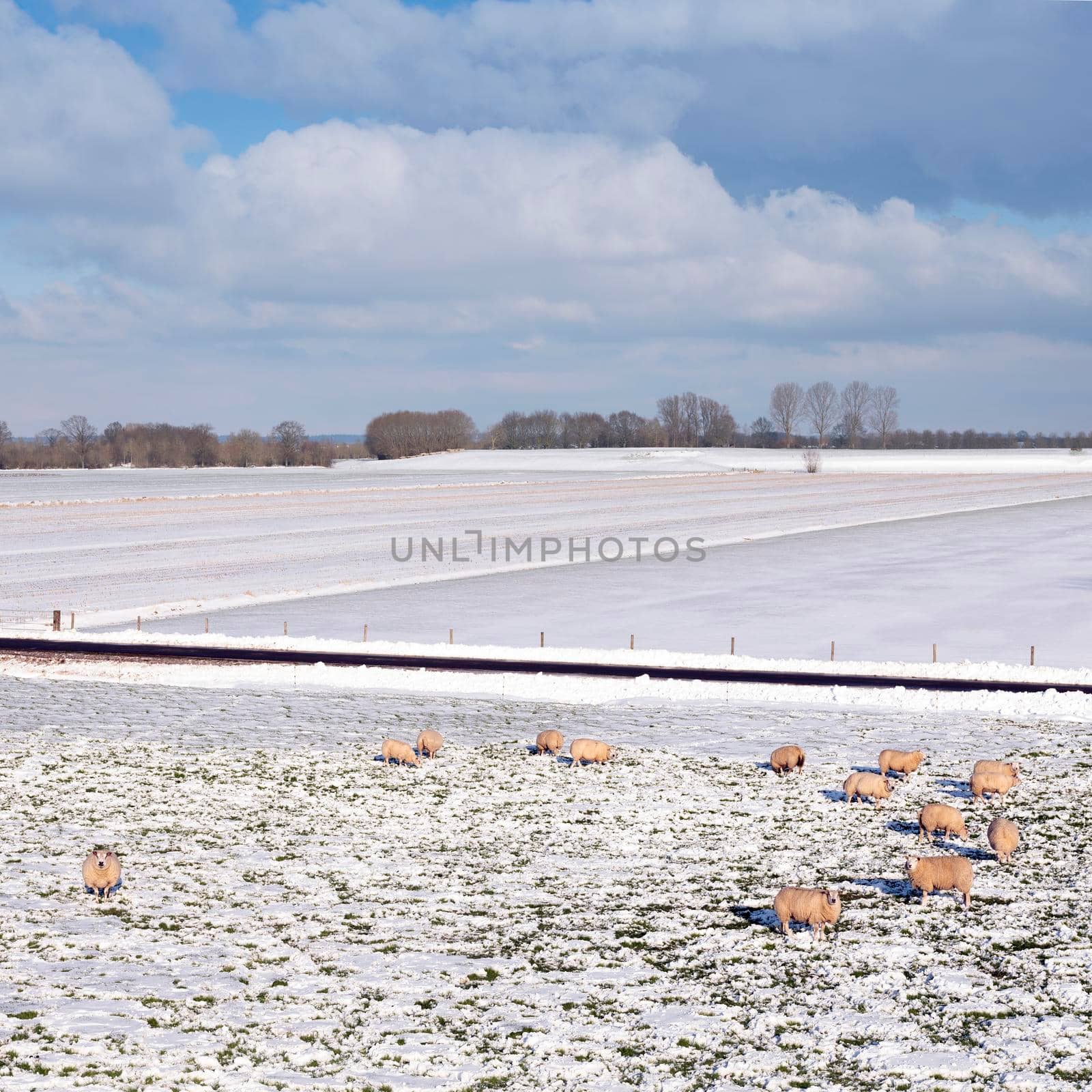 sheep in dutch meadow with snow and trees in the netherlands under blue sky and clouds