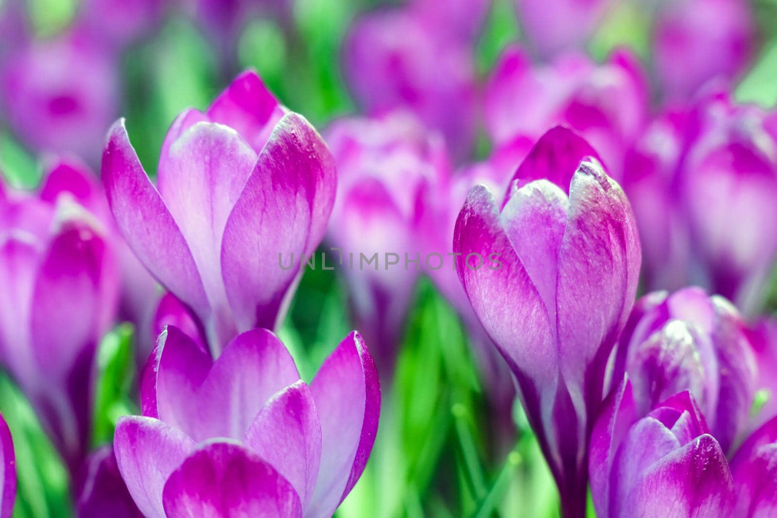 purple crocuses on a beautiful background macro  by roman112007