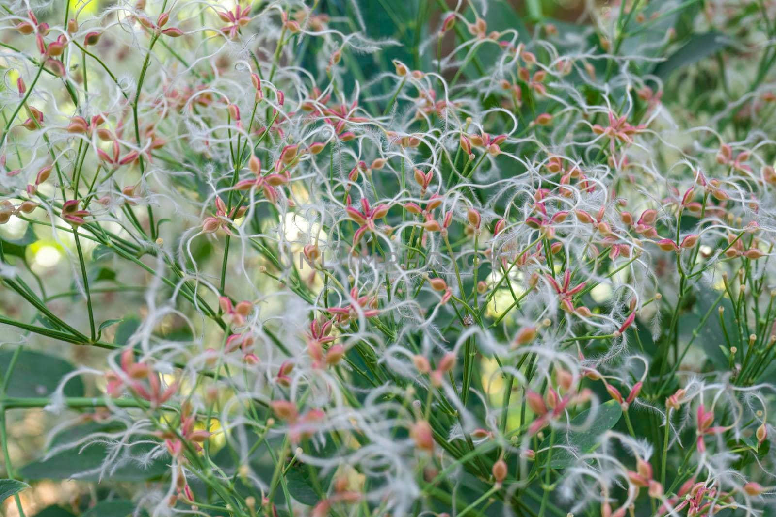 clematis seeds close-up as background. texture. High quality photo