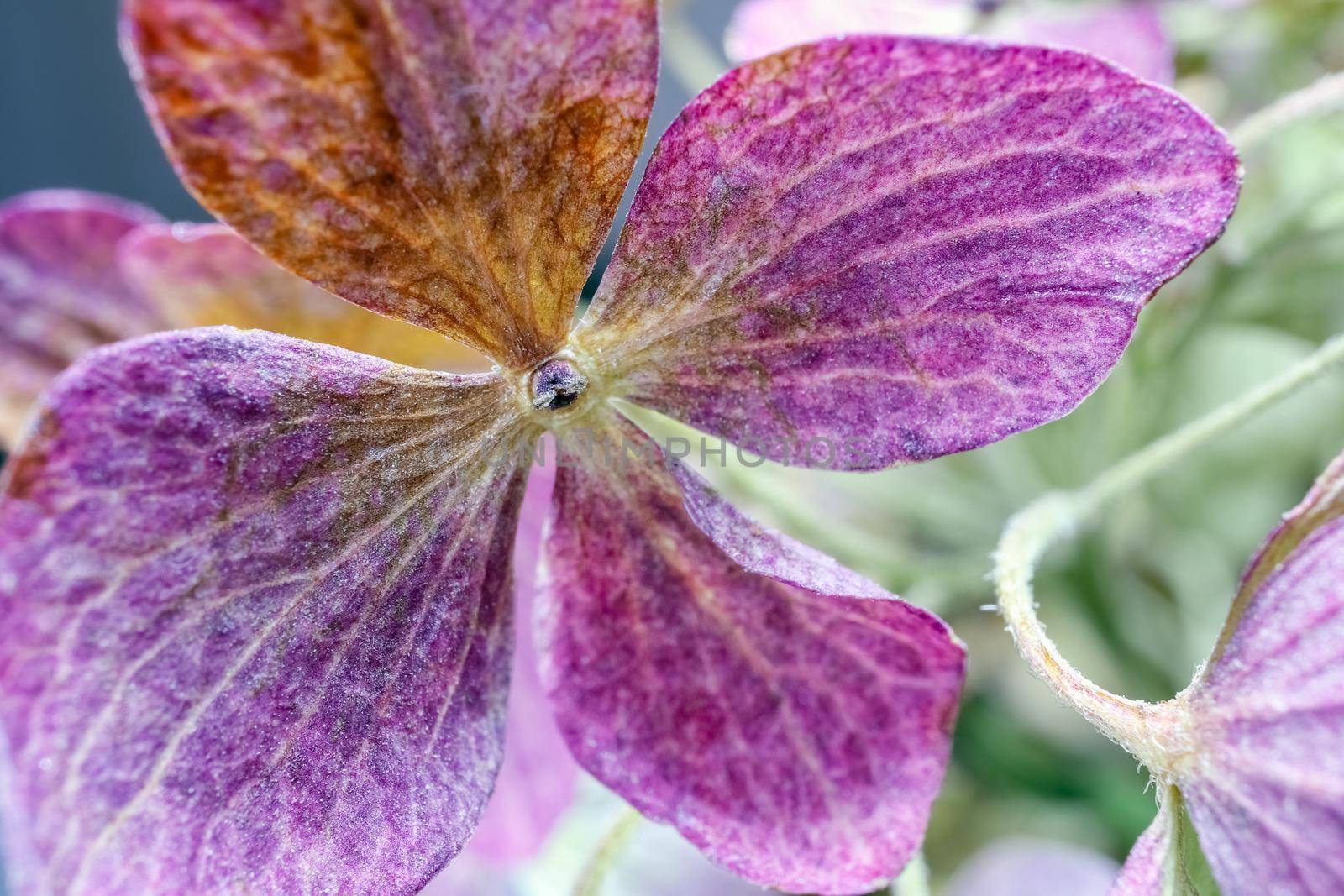 dried hydrangea flower as background close up macro . High quality photo