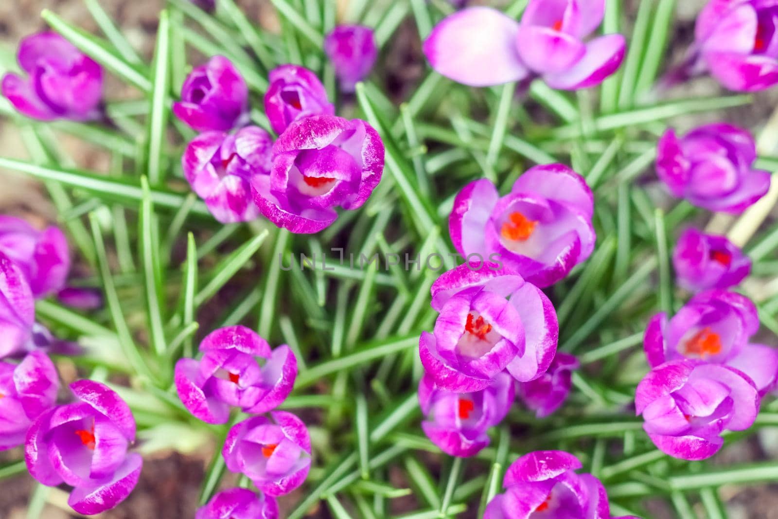 purple crocuses on a beautiful background macro  by roman112007