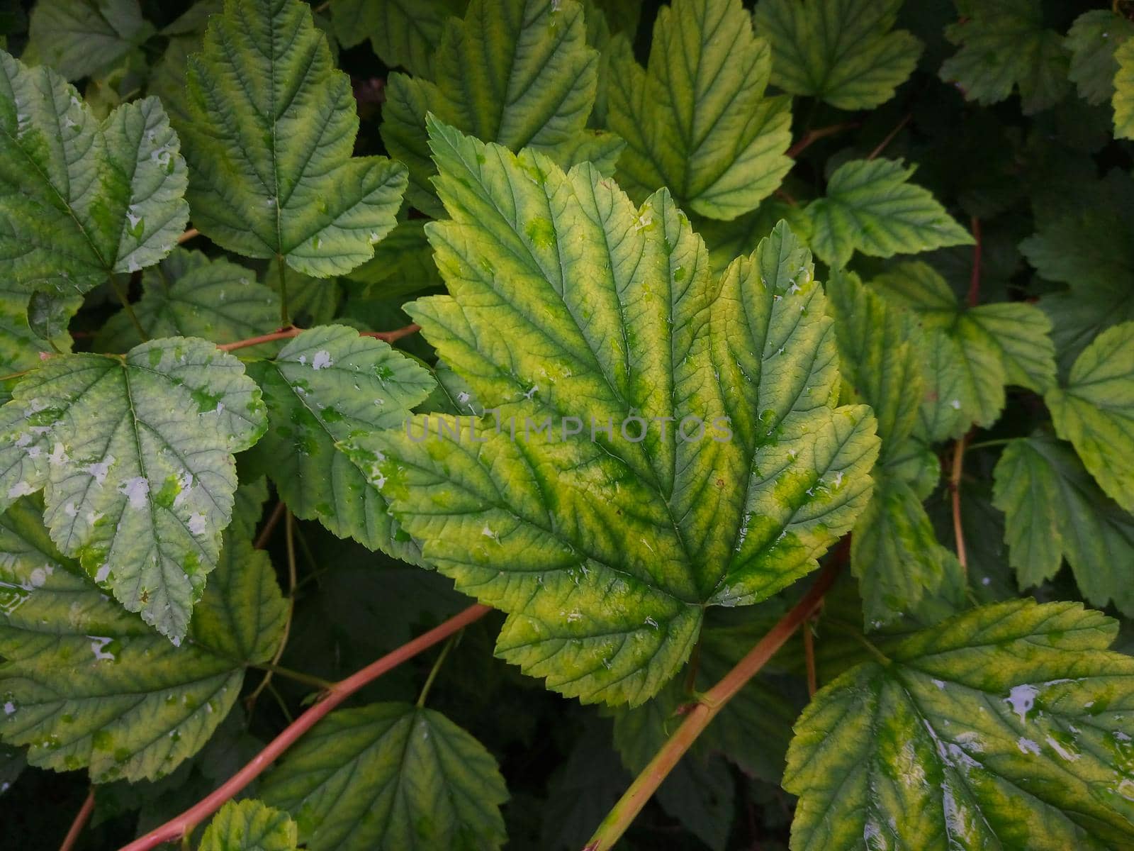 Vegetative background of leaves and plants. Lush, natural foliage. Green background of vegetation. Top view.