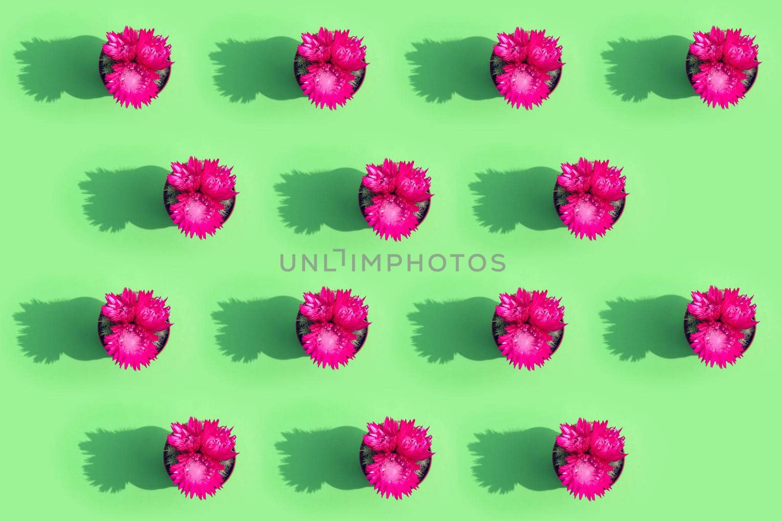 blooming cactus on a colored background pattern top view. High quality photo