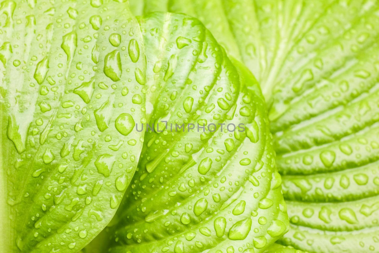 green Hosta leaf with rain drops close-up. High quality photo