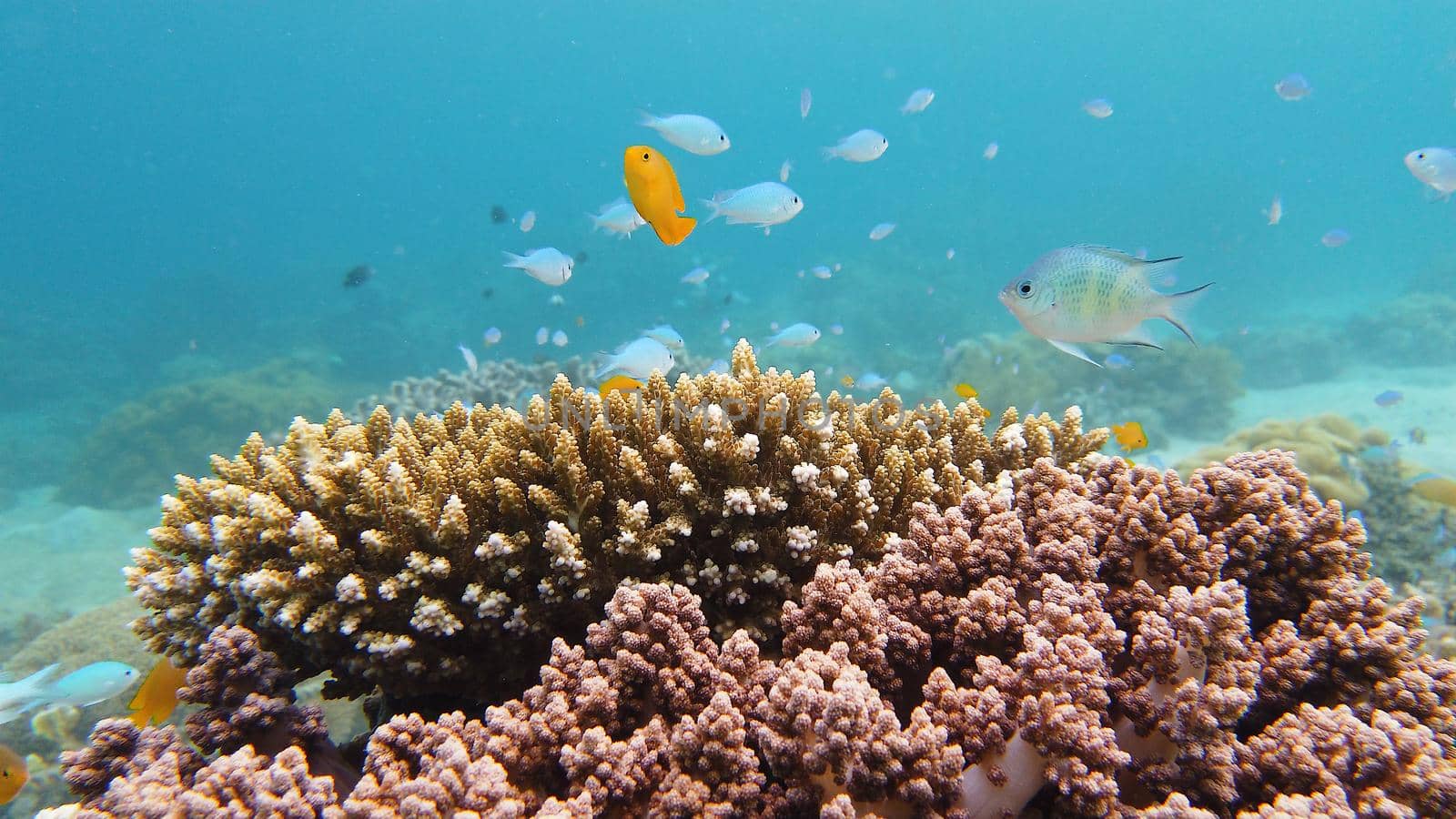 Coral reef underwater with fishes and marine life. Coral reef and tropical fish. Leyte, Philippines.
