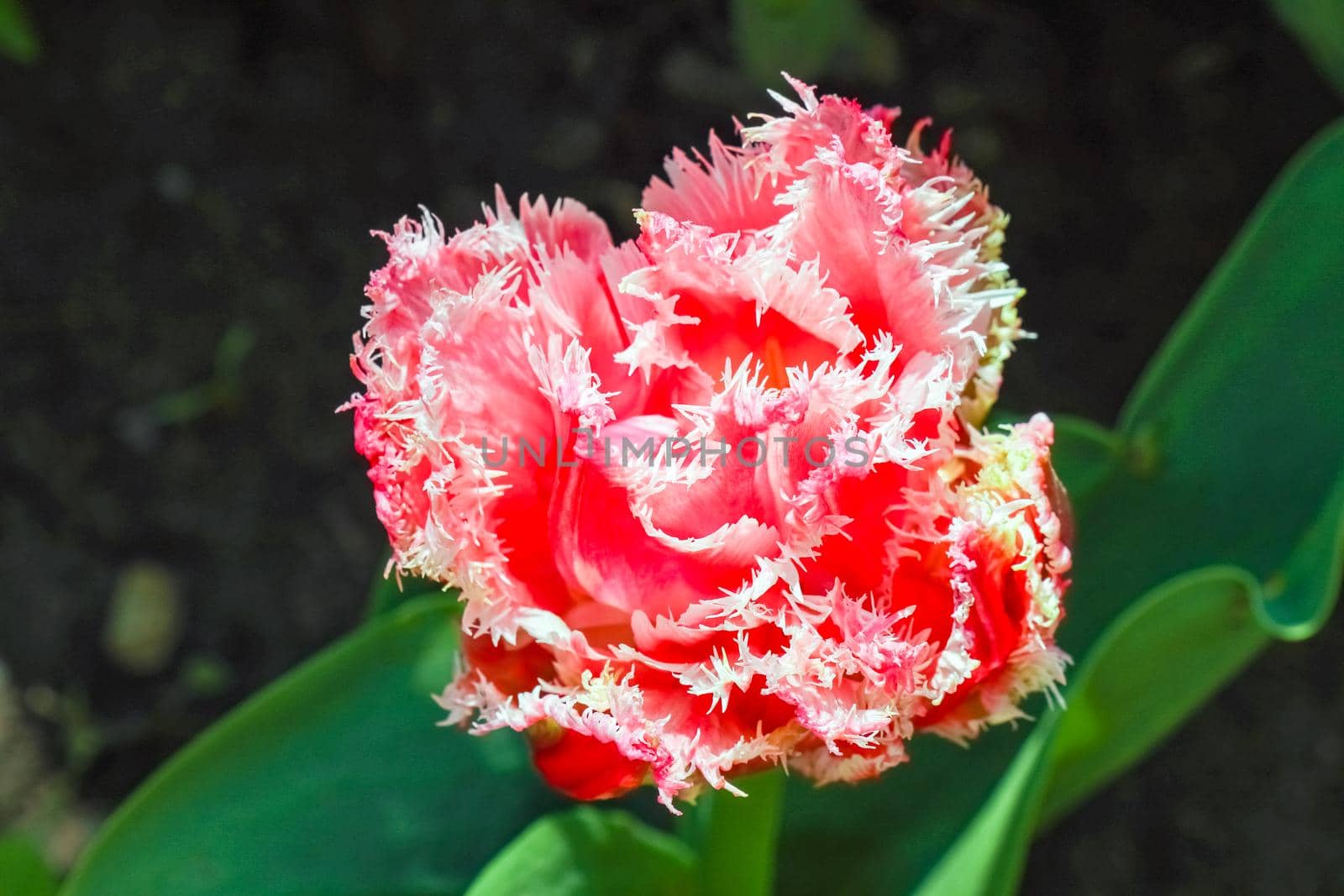 Bud of a Tulip on a beautiful background of macro by roman112007