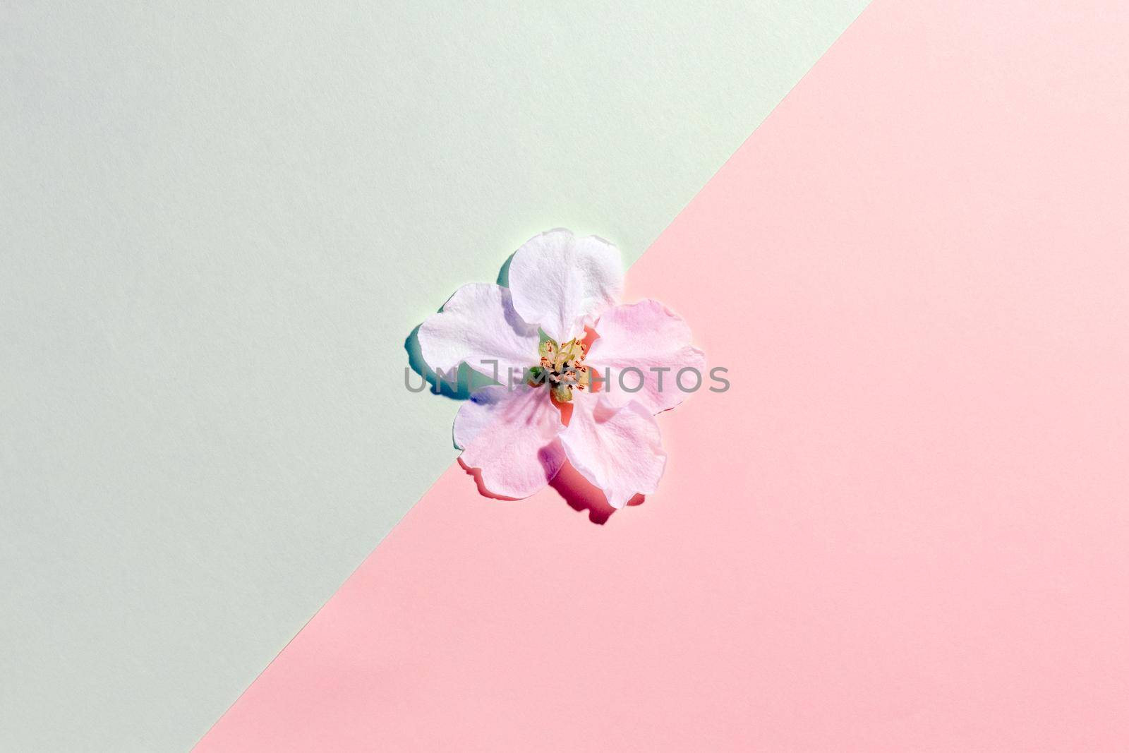 the petals of the flowers on multicolored background, top view by roman112007