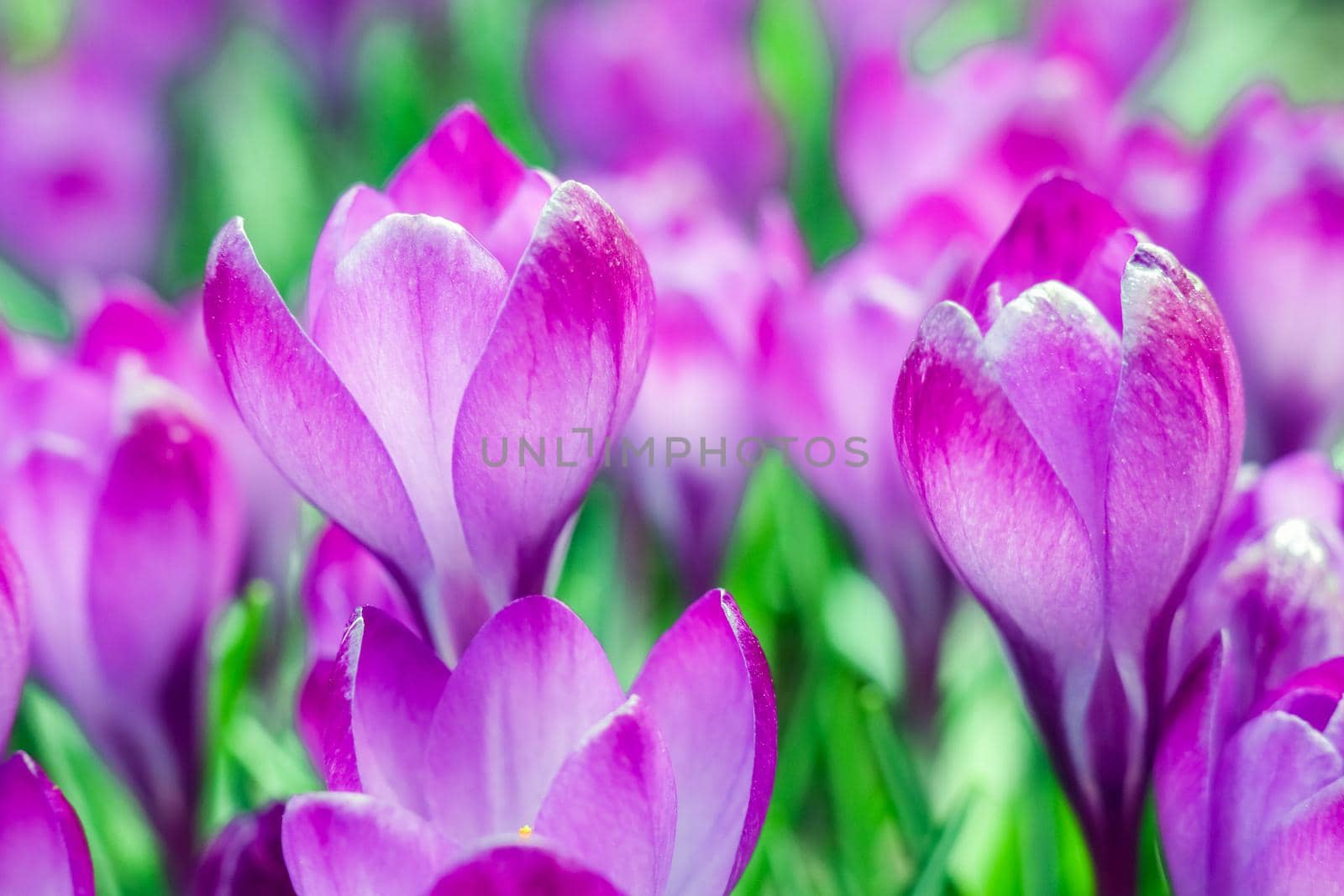 purple crocuses on a beautiful background macro  by roman112007