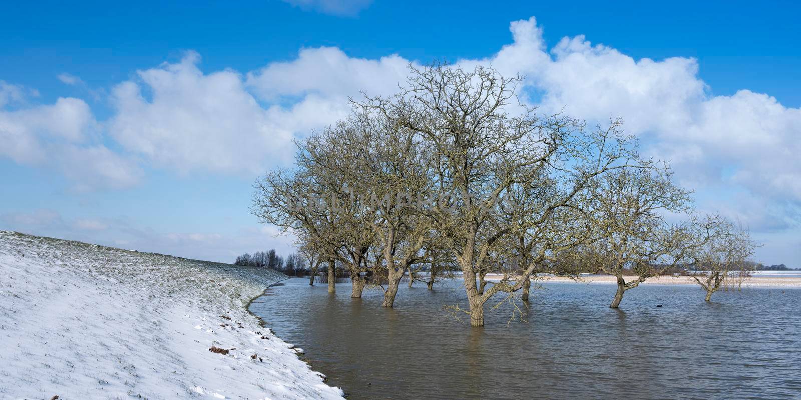 trees in water of floodplanes during flood of river rhine near culemborg in holland under blue sky next to snow covered dike