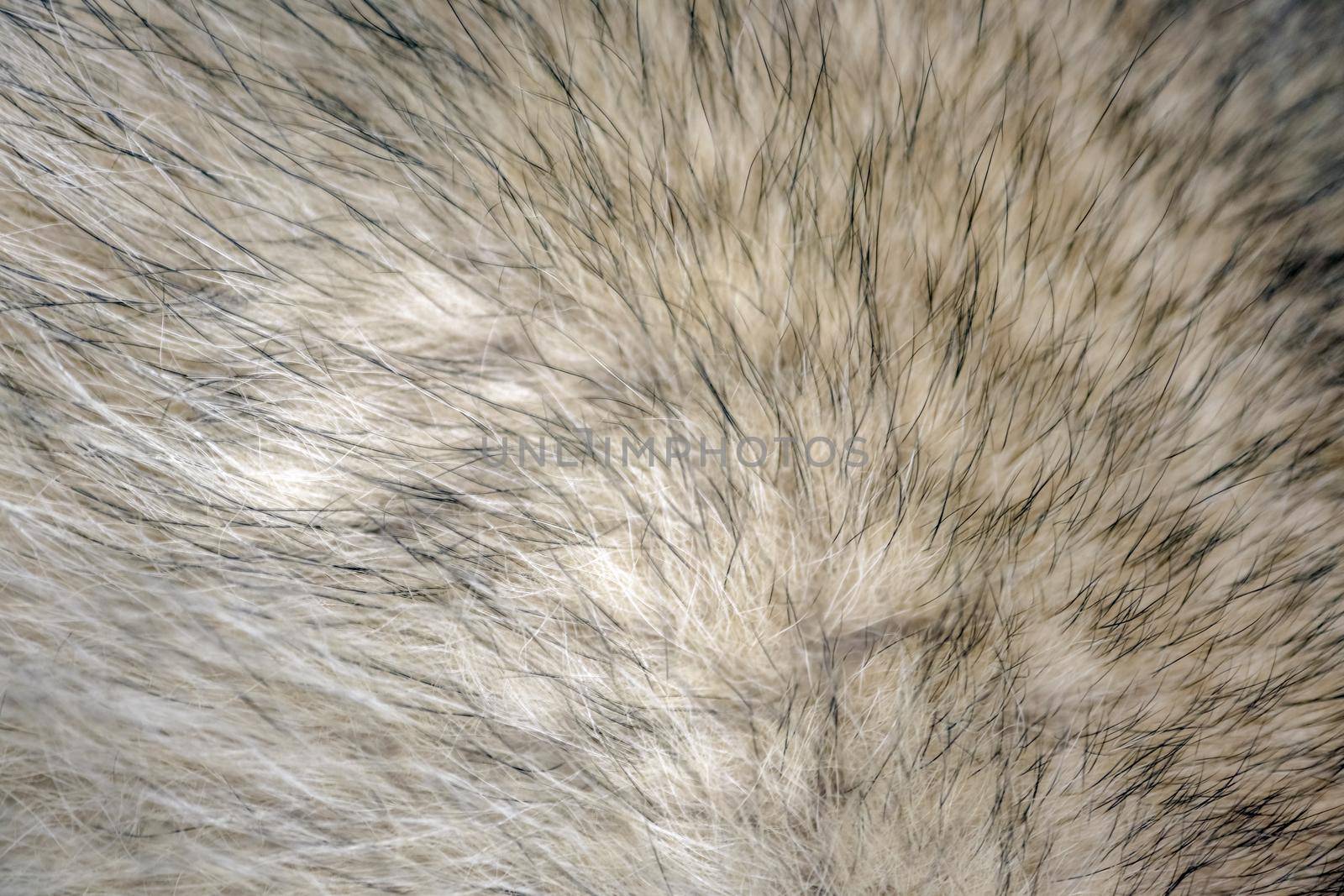 wool fur of animals macro as background by roman112007
