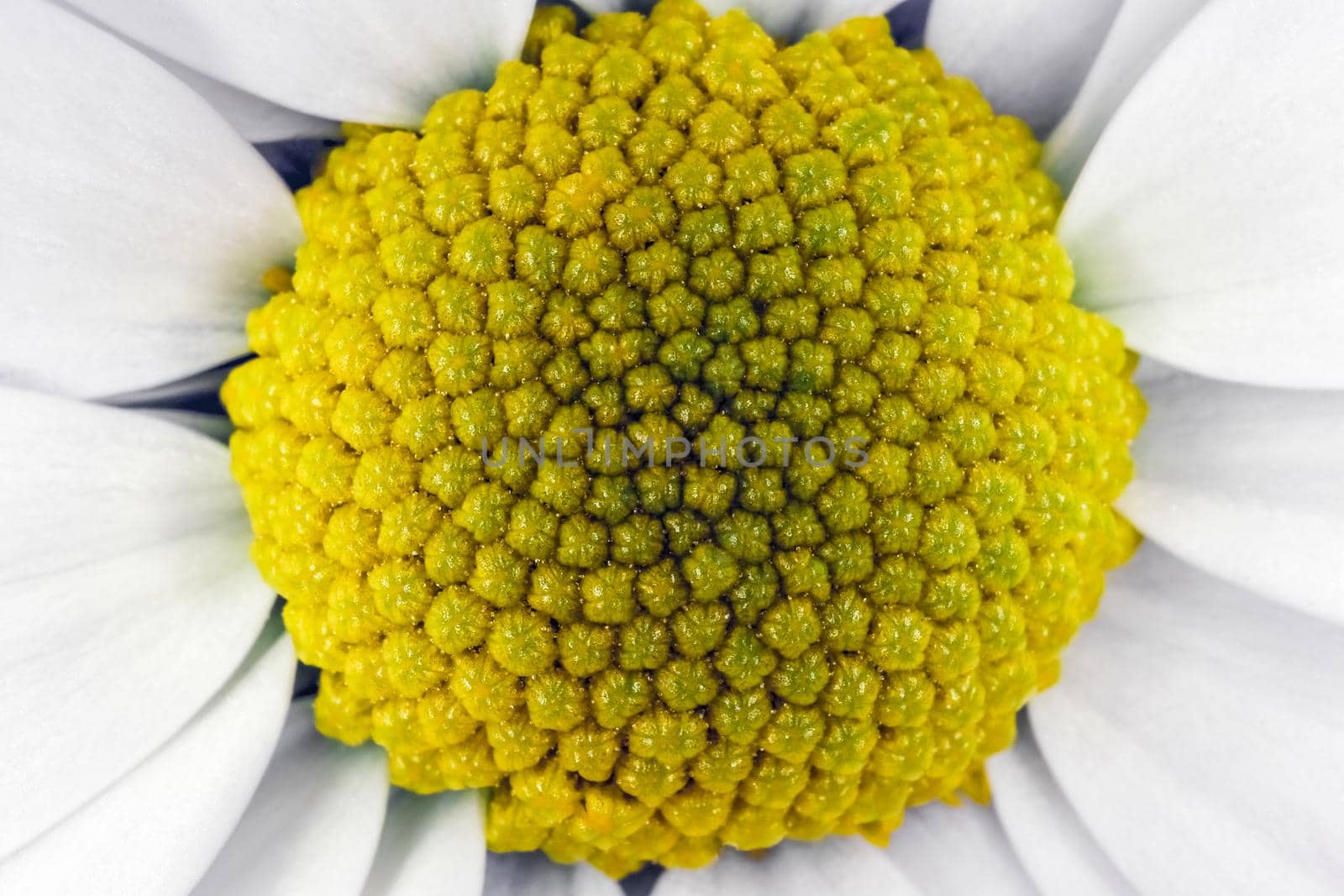 chrysanthemum flower close up macro as background by roman112007