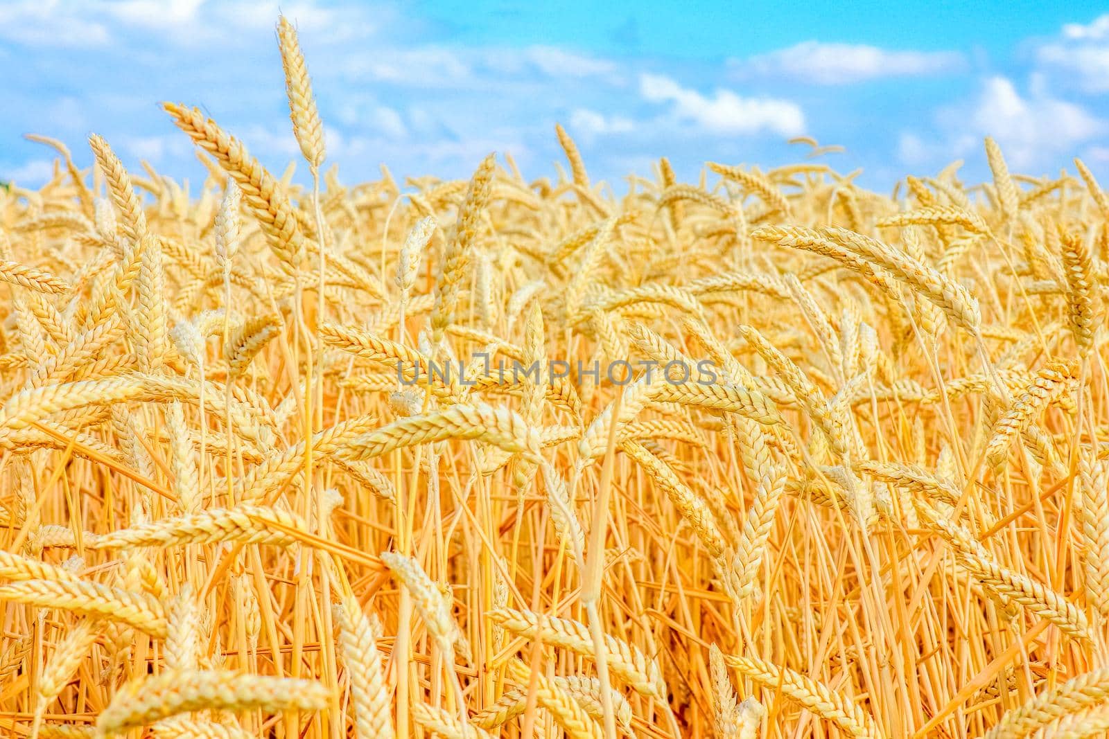 wheat field and blue sky with clouds. High quality photo