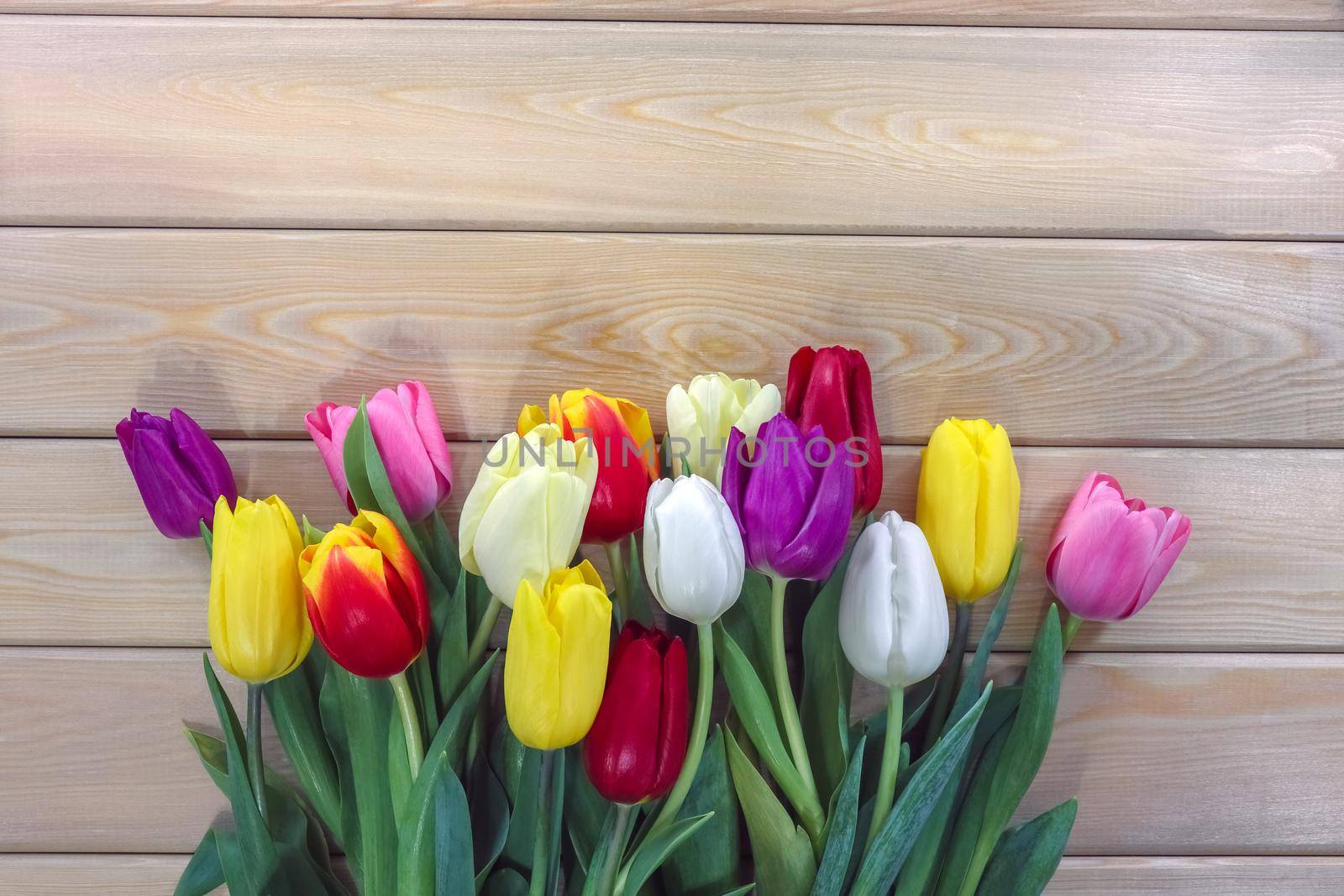 mix multi-colored tulips on a wooden background