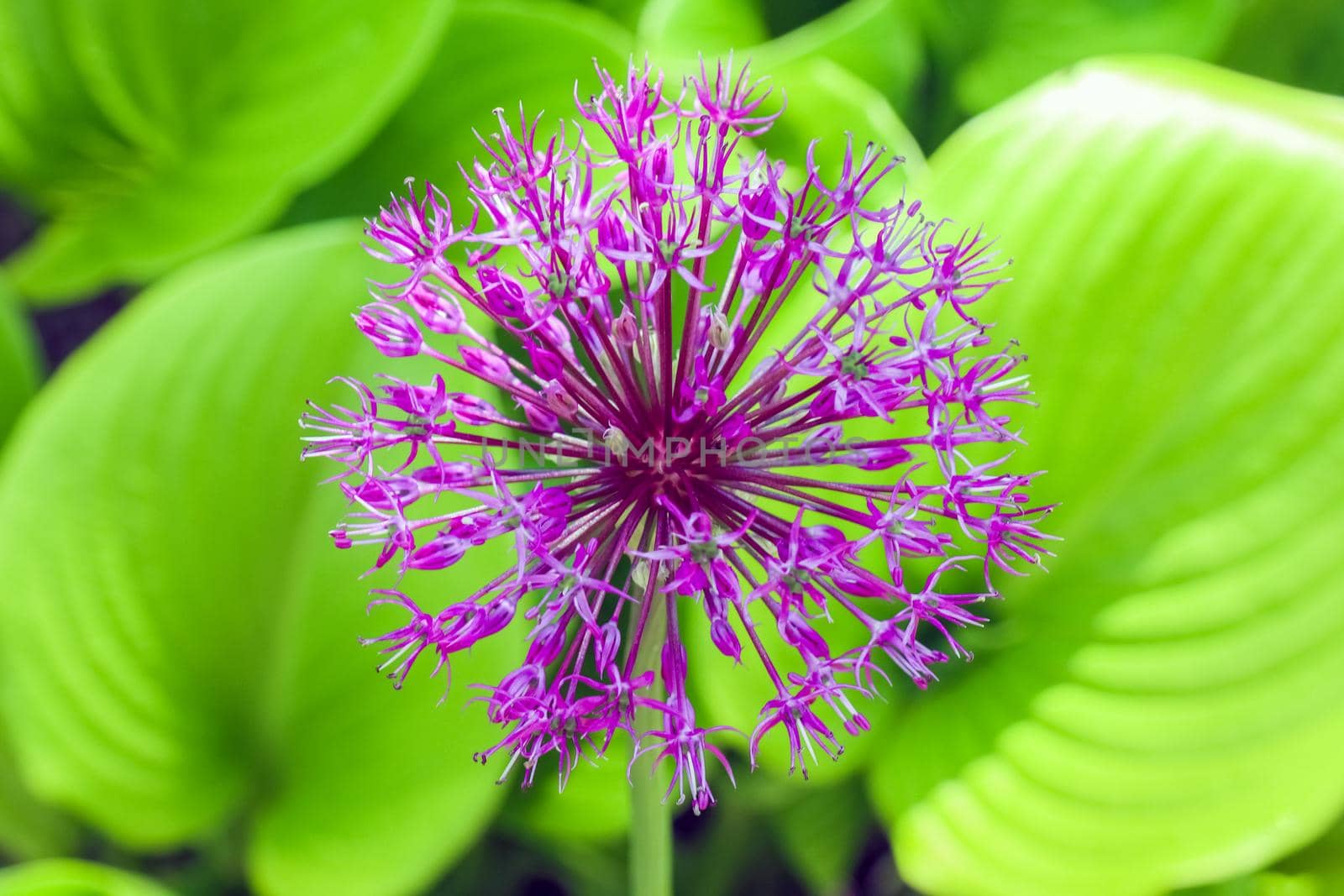 the garlic flower on a beautiful background of macro by roman112007