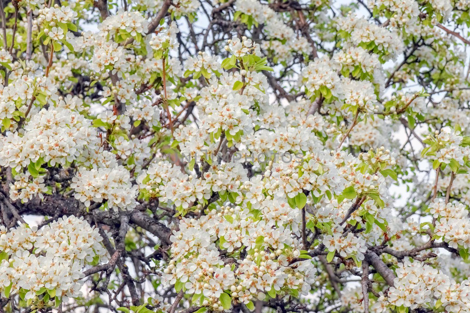 blooming tree branches for the entire frame. High quality photo