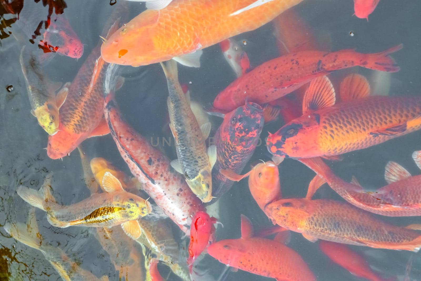 carp Chinese koi colorful fish swim in the water top view of the entire frame . High quality photo