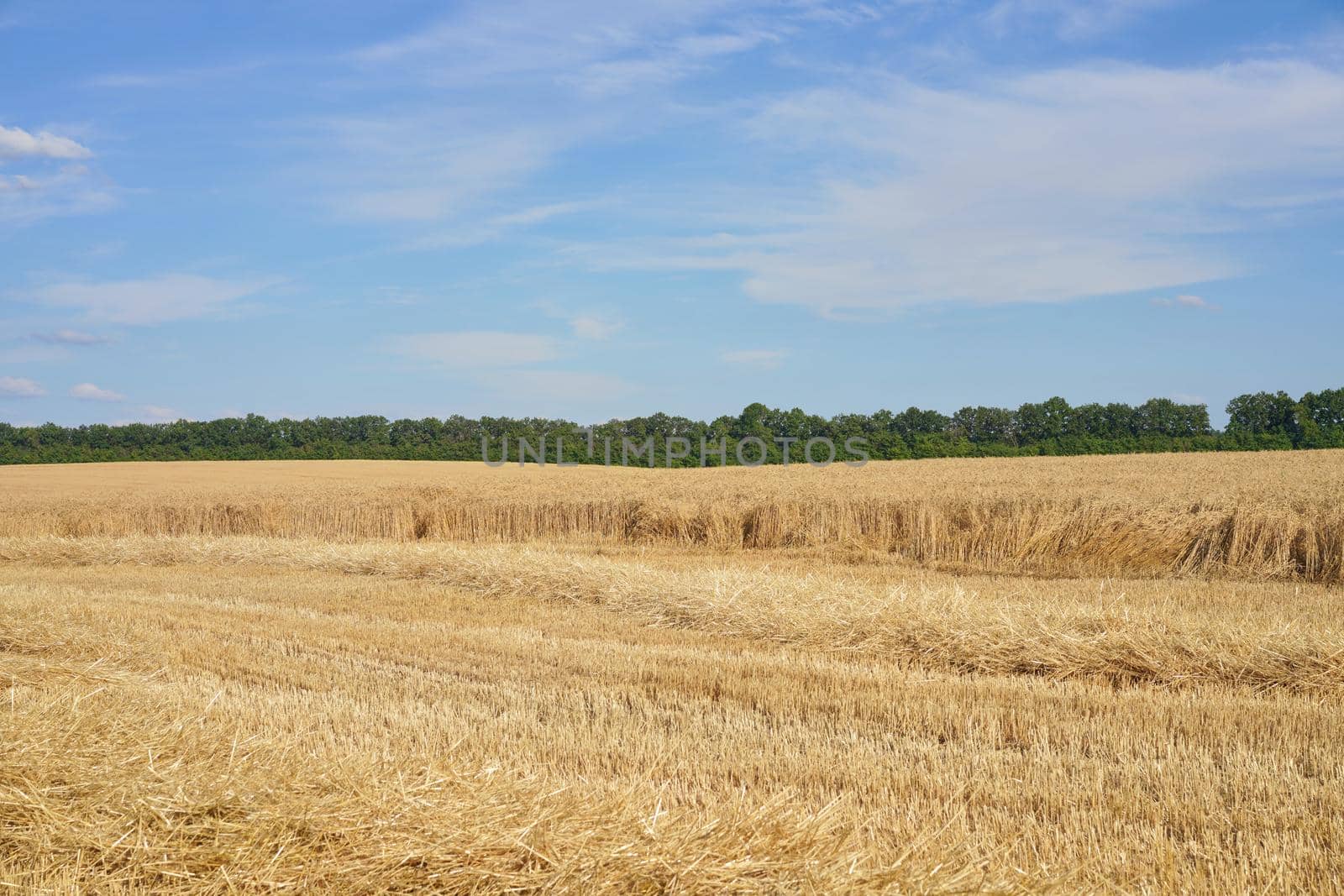 Wheat agricultural field with blue cloudy background Summer season harvesting