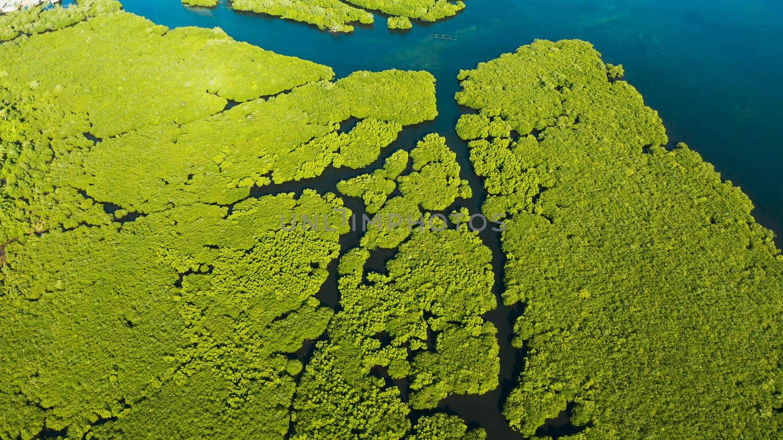 Aerial view of Mangrove forest and river. by Alexpunker