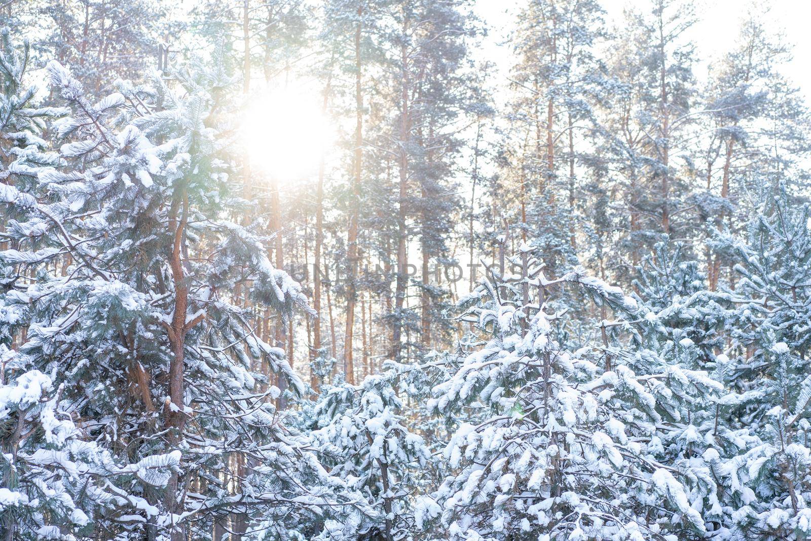 Winter landscape of the snow in the pine forest. Landscape Beautiful in nature