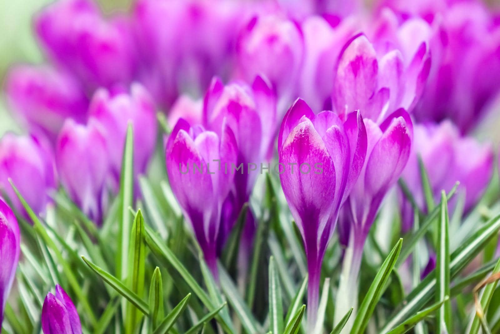 purple crocuses on a beautiful background macro  by roman112007