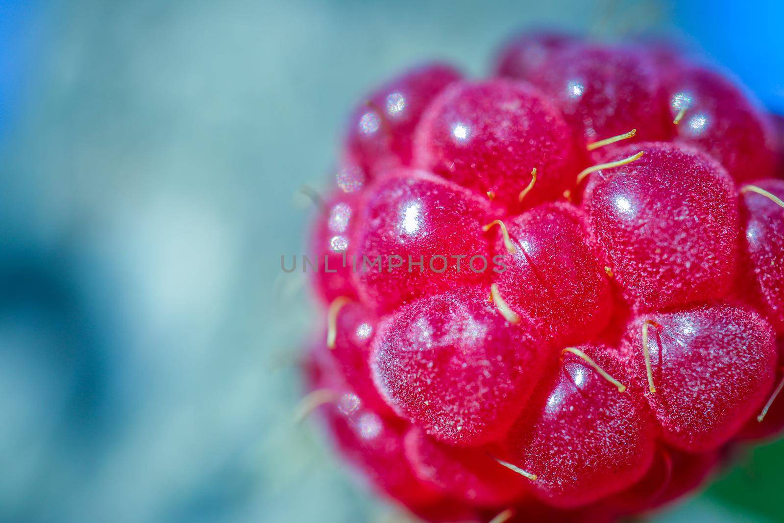 red berry raspberry macro as a beautiful background