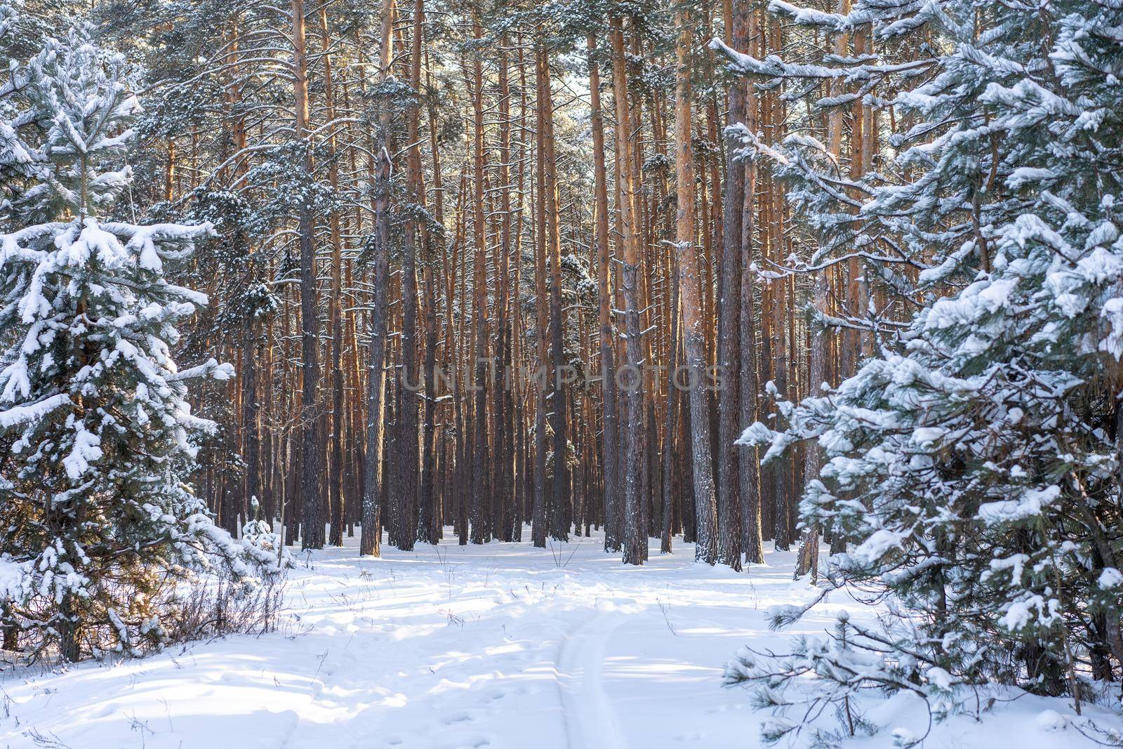 Winter of the snow in the pine forest. Landscape Beautiful in nature