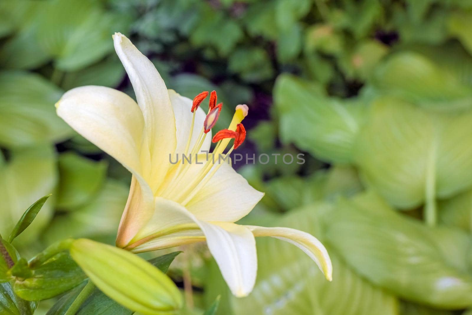 Lily flowers on a green background. flowers in the garden. High quality photo