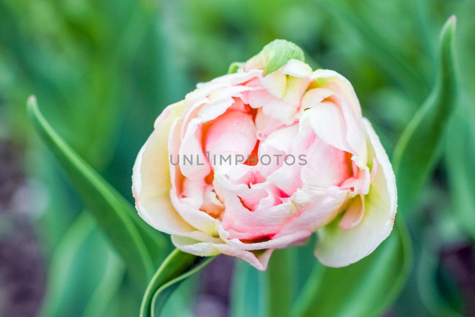 Bud of a Tulip on a beautiful background of macro. High quality photo